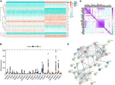 Development and Verification of Glutamatergic Synapse-Associated Prognosis Signature for Lower-Grade Gliomas